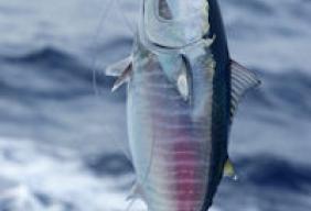 Marine Conservation Society launches sustainable seafood scheme for restaurants 
