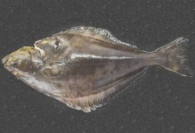 Direct Seafoods warns chefs on halibut sustainability