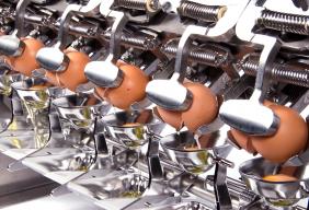 British Lion warns against oversimplifying egg products